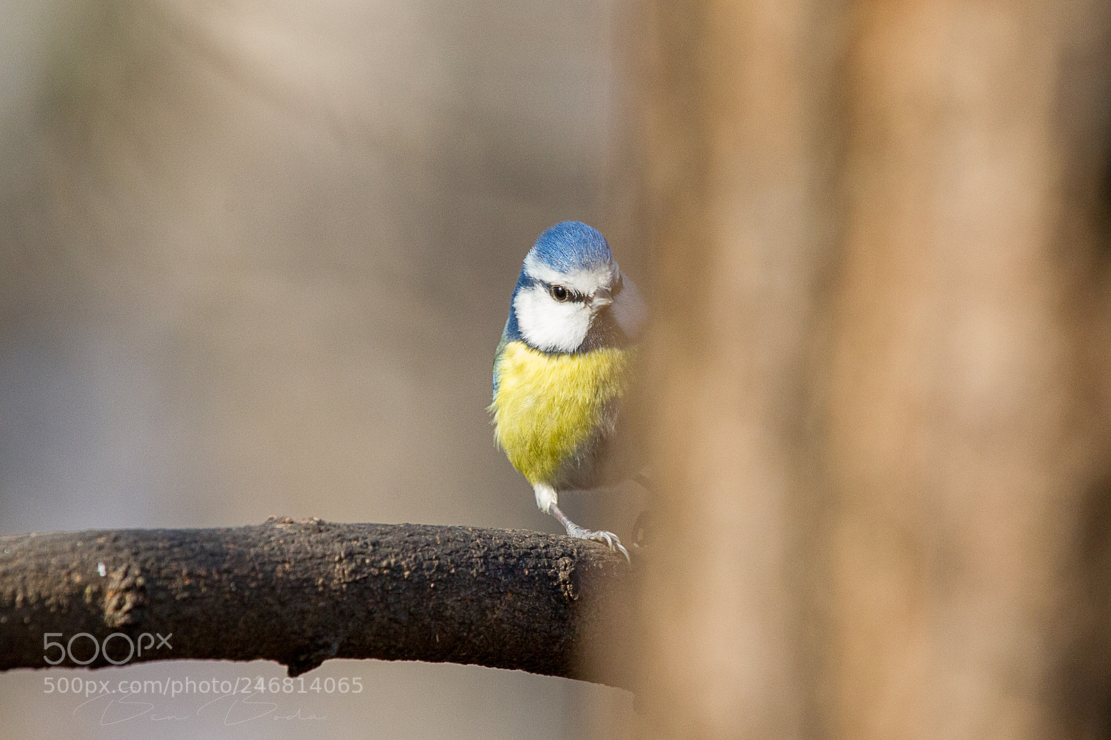 Canon EOS-1D Mark IV sample photo. Watching you photography