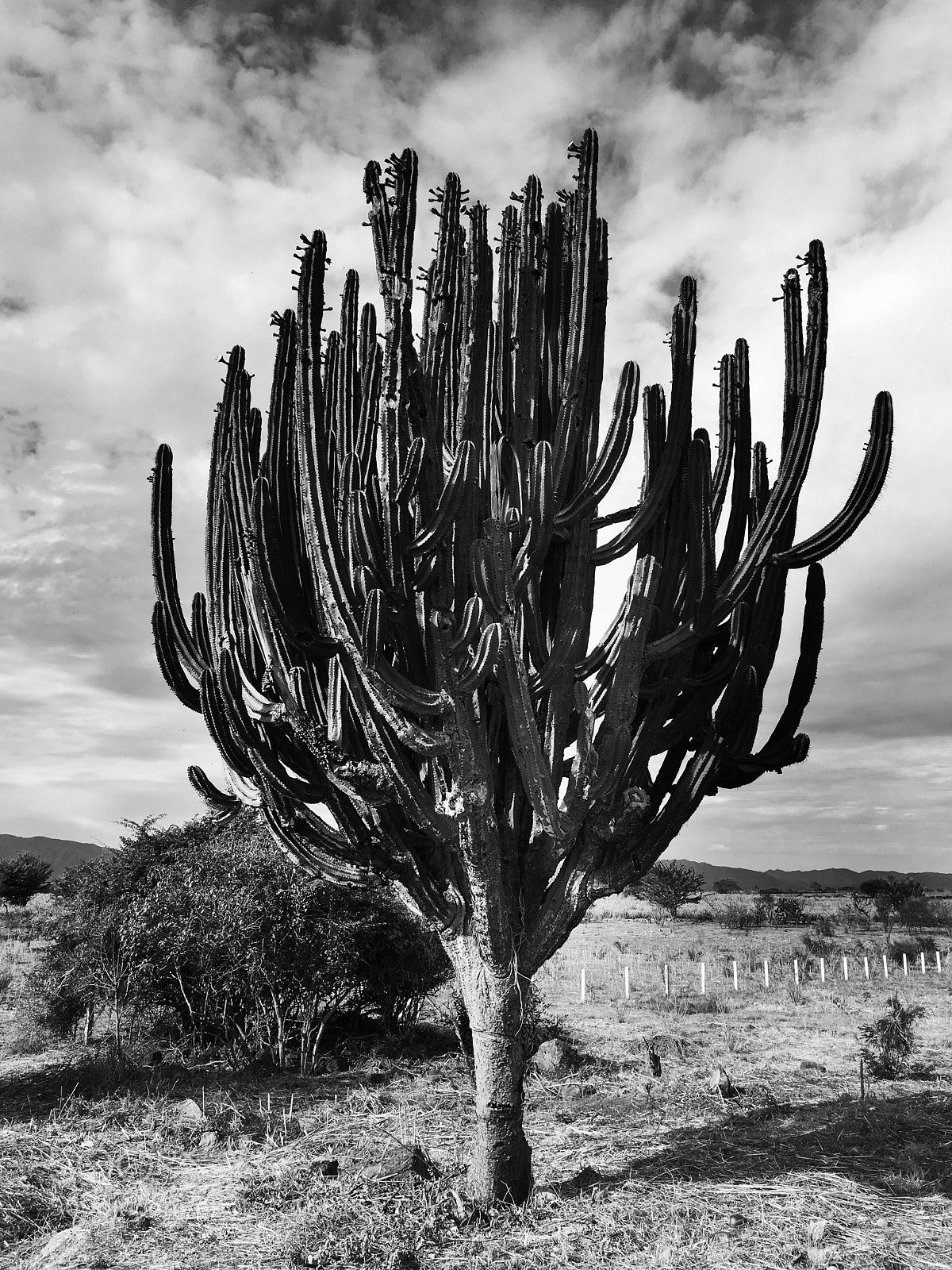 Apple iPhone SE sample photo. Cactus photography