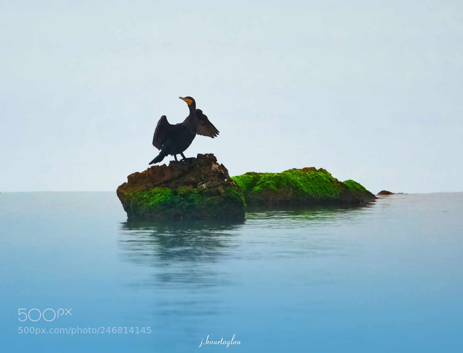 Sony a6500 sample photo. Cormorant on the rock photography