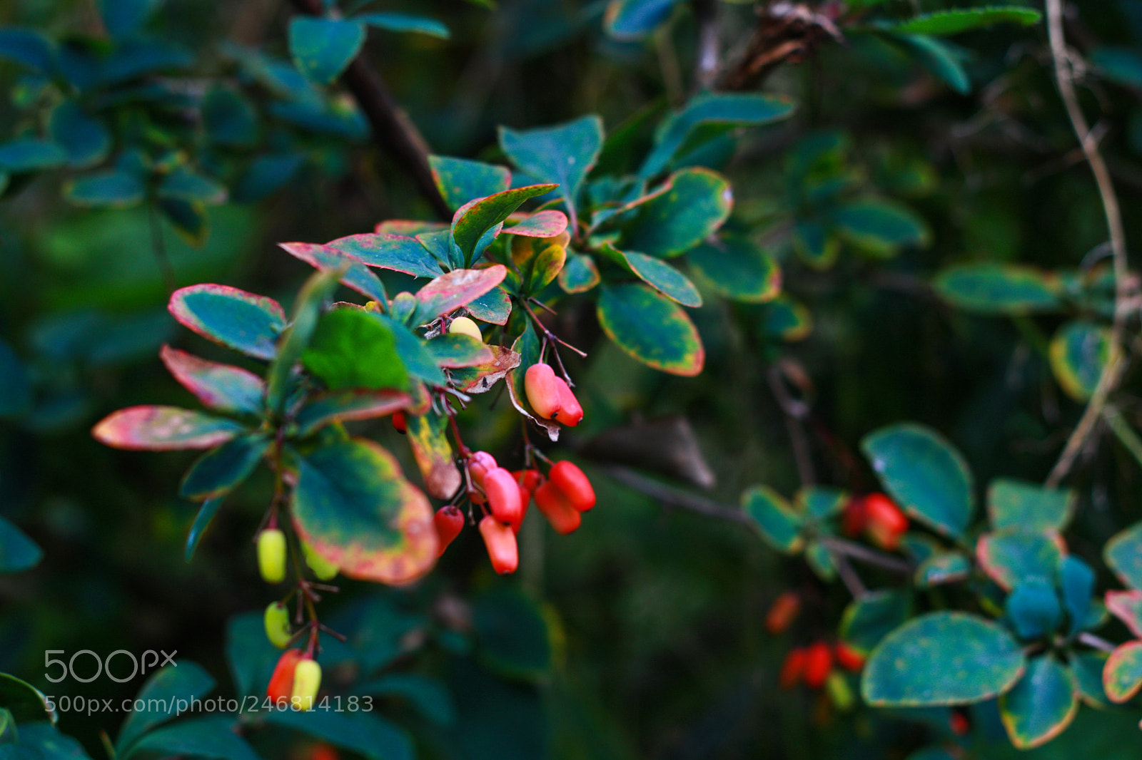 Canon EOS 750D (EOS Rebel T6i / EOS Kiss X8i) sample photo. Hortus i photography