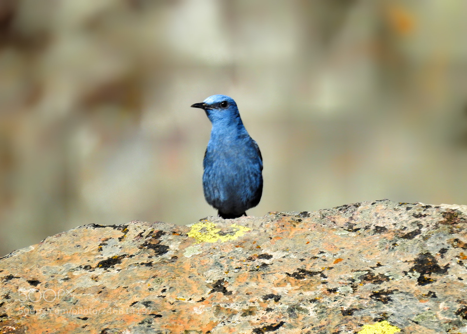 Nikon Coolpix P900 sample photo. Blue rock thrush photography