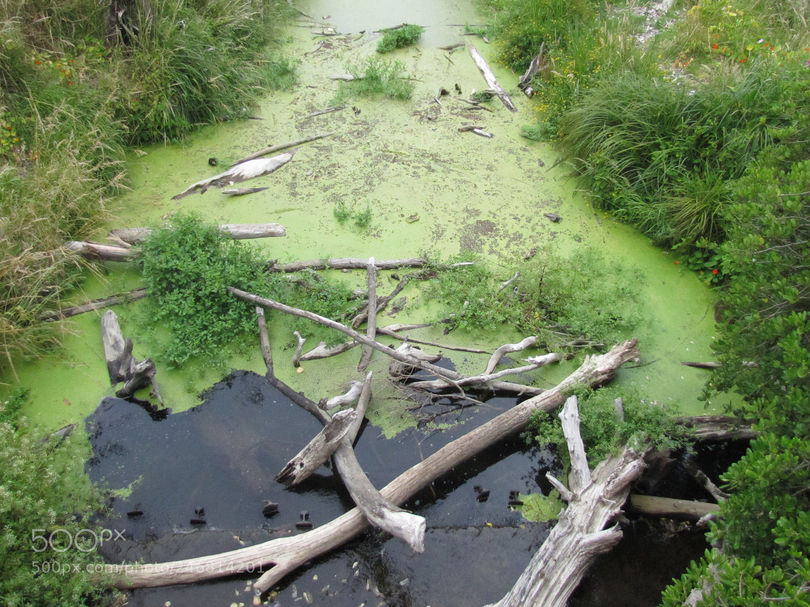Canon PowerShot SX20 IS sample photo. Swamp photography
