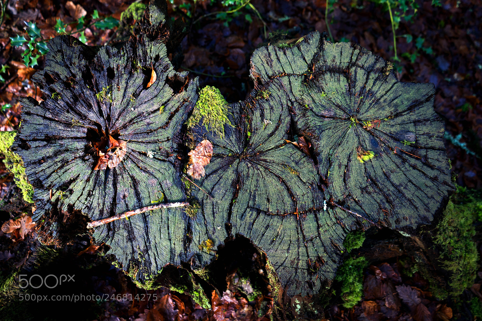 Sony a7 sample photo. Stump photography