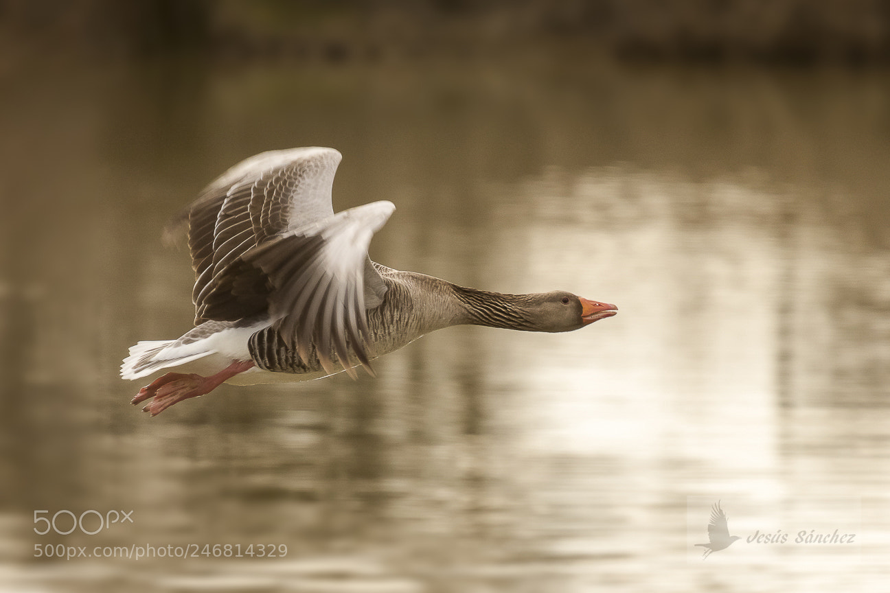 Canon EOS 7D Mark II sample photo. Nsar com n anser photography