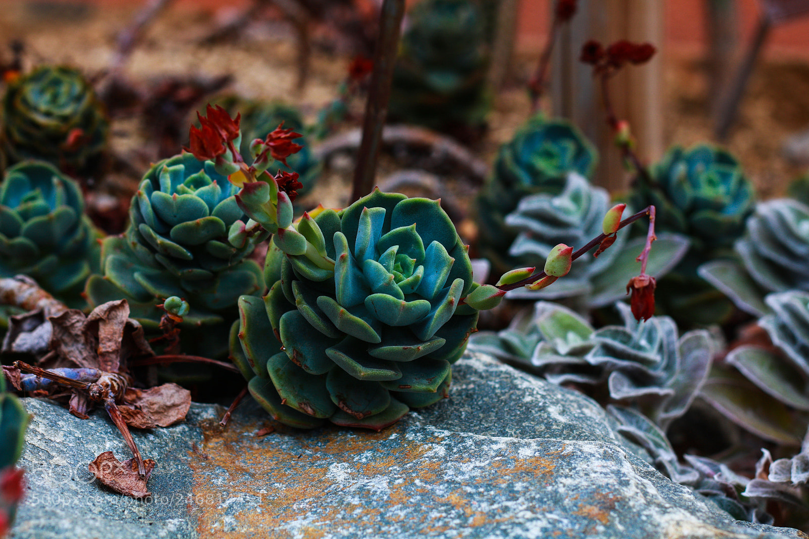 Canon EOS 750D (EOS Rebel T6i / EOS Kiss X8i) sample photo. Hortus ii photography