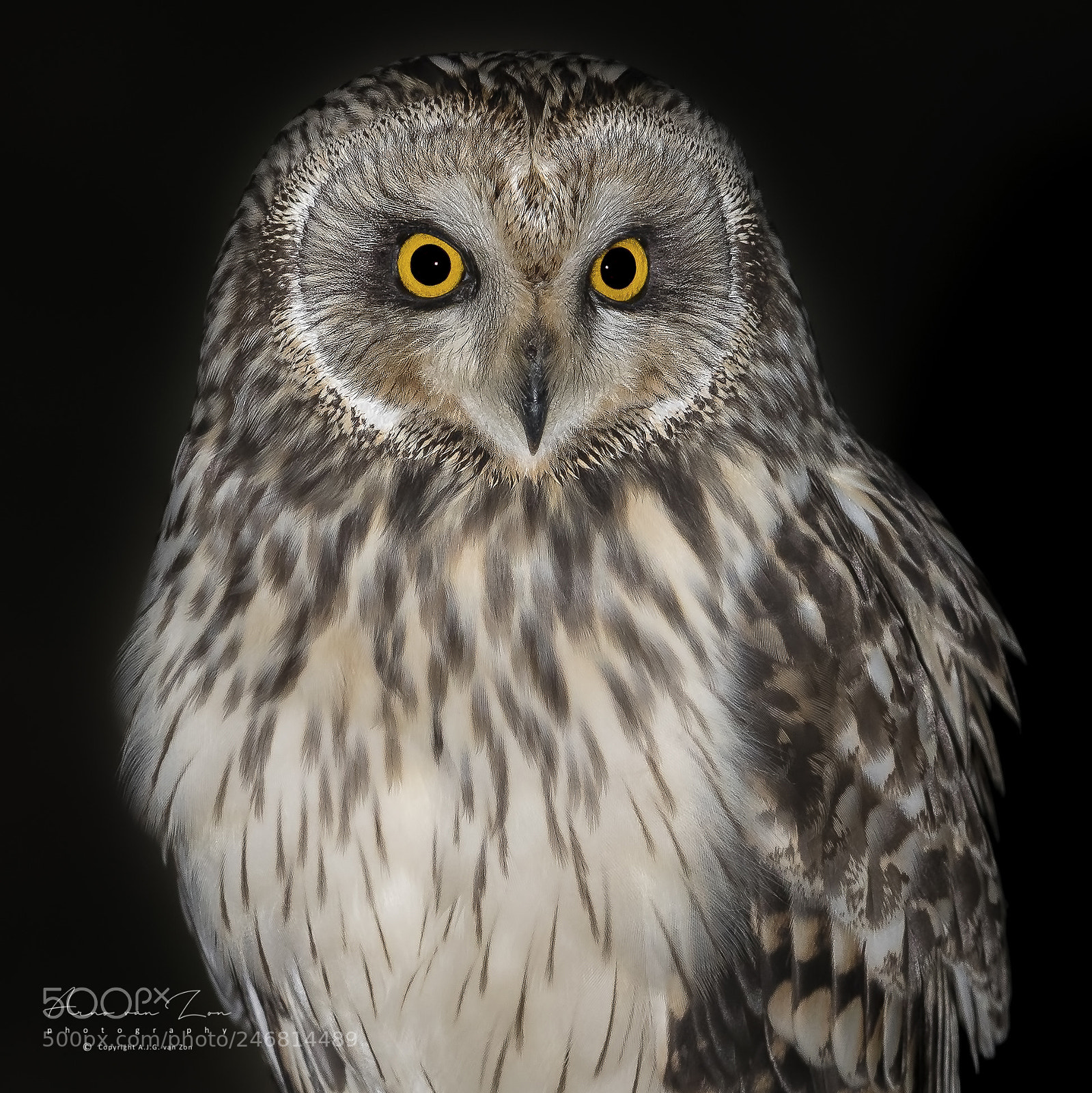 Canon EOS-1D X Mark II sample photo. Those eyes... photography