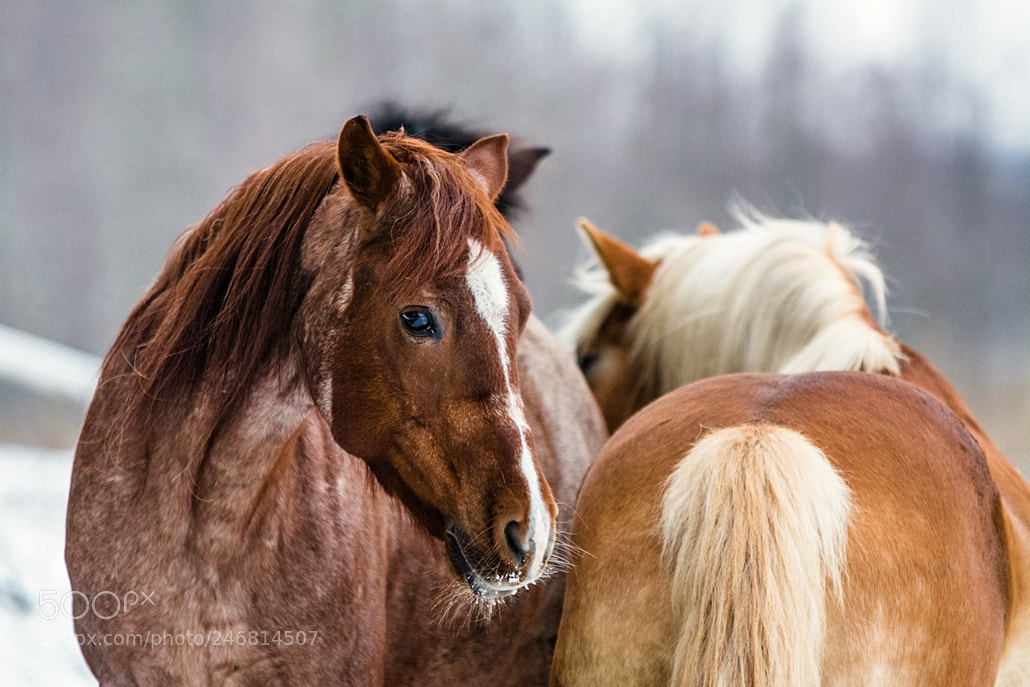 Nikon D7100 sample photo. Untitled photography