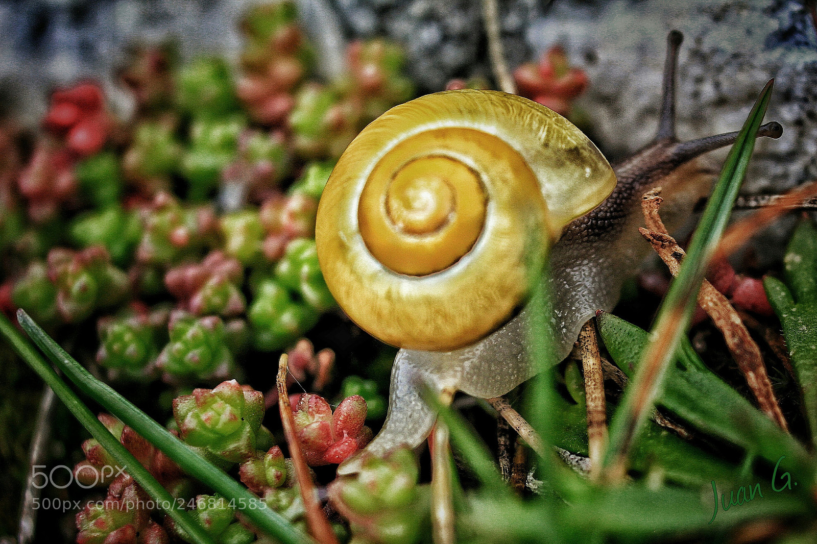 Canon EOS 7D sample photo. Caracol, col, col...... photography