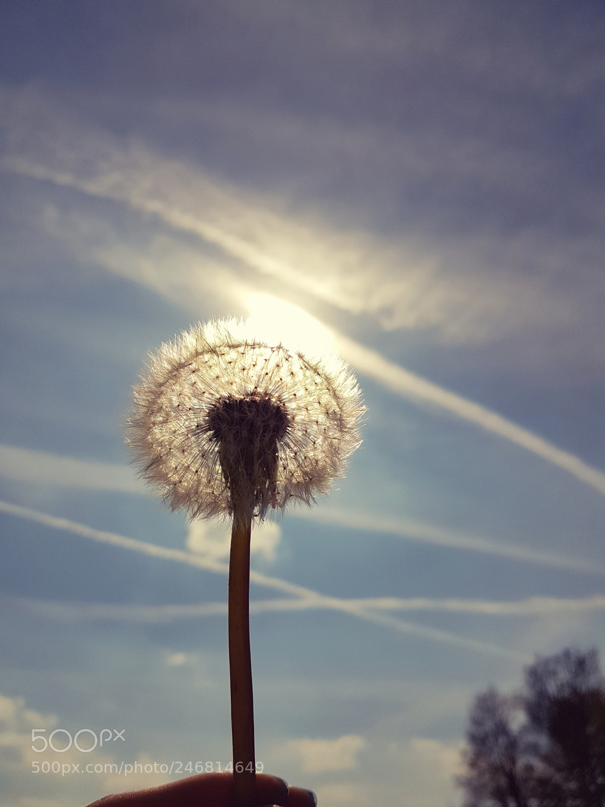 Samsung Galaxy S7 sample photo. Sunny dandelion photography