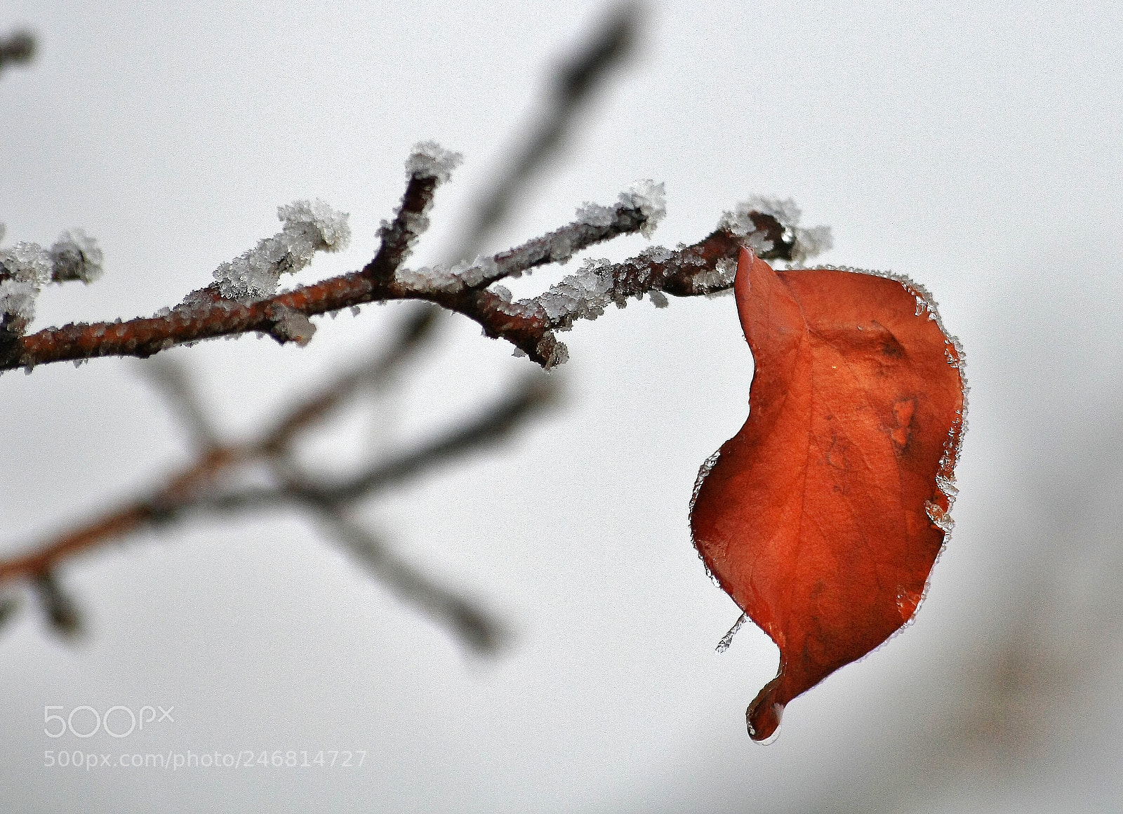 Canon EOS 1000D (EOS Digital Rebel XS / EOS Kiss F) sample photo. Ice state of the photography