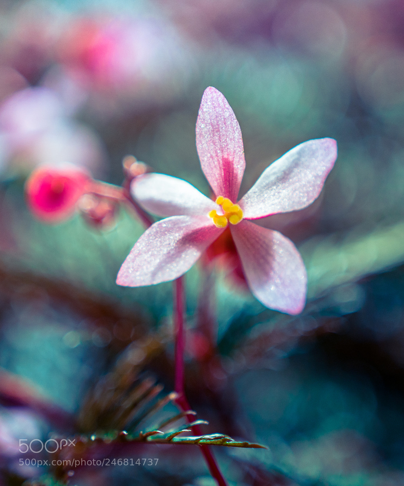 Sony a6300 sample photo. Basking in the light photography