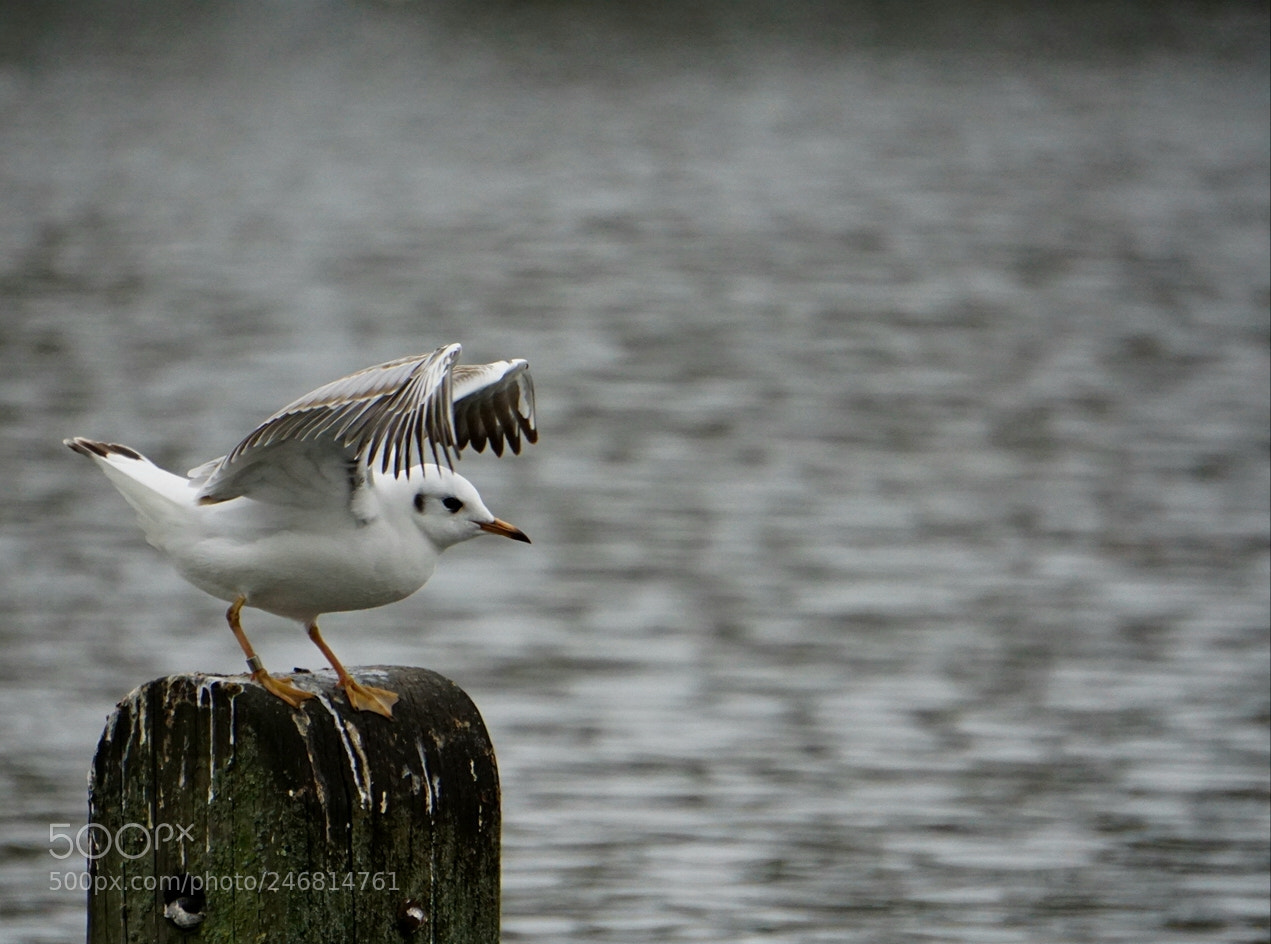 Sony a5100 sample photo. Get ready... photography