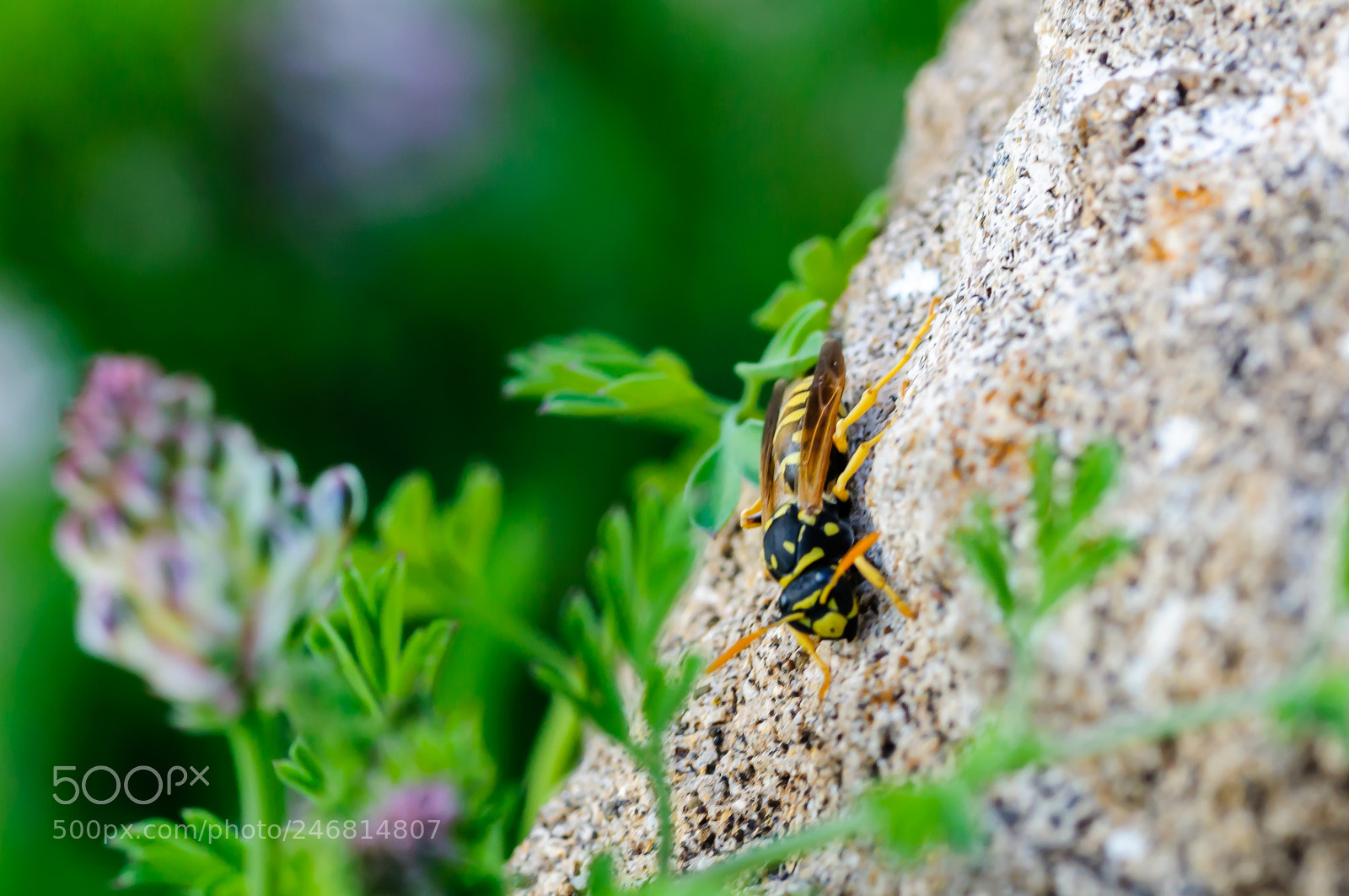 Nikon D90 sample photo. It's a wasp photography