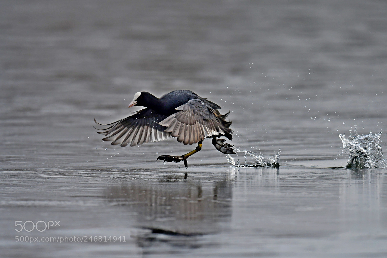 Nikon D500 sample photo. Eurasian coot photography