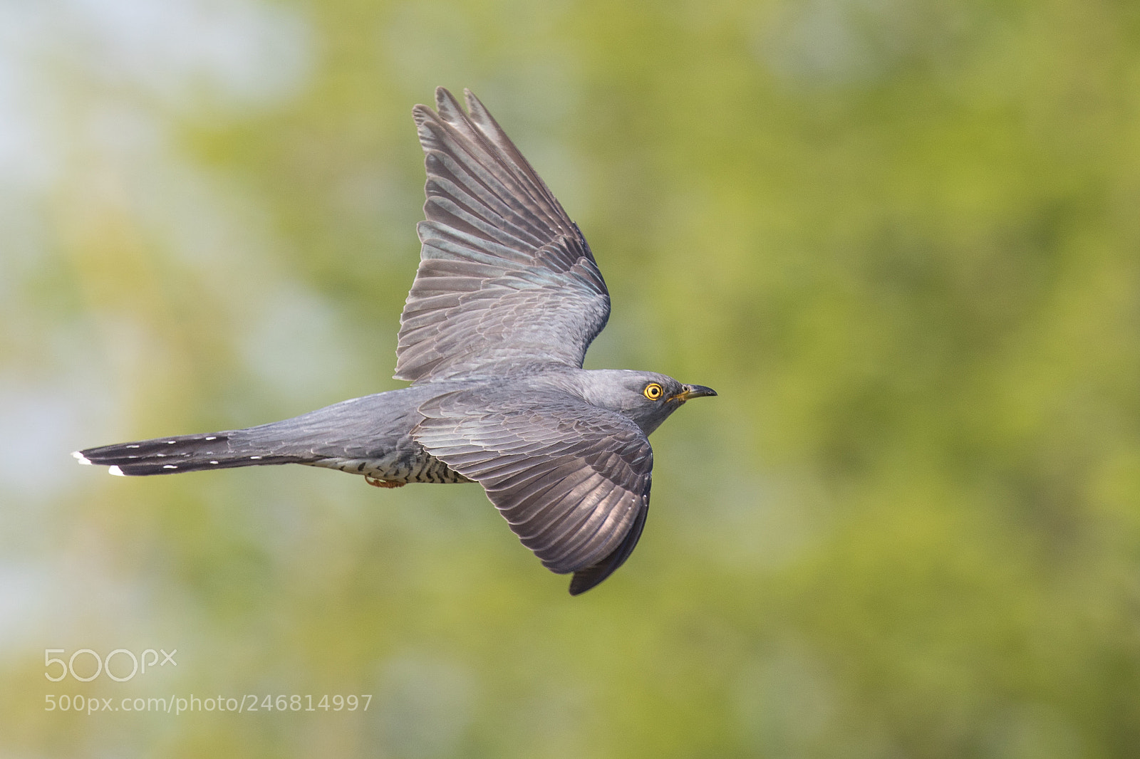 Canon EOS 7D Mark II sample photo. Cuckoo in flight photography