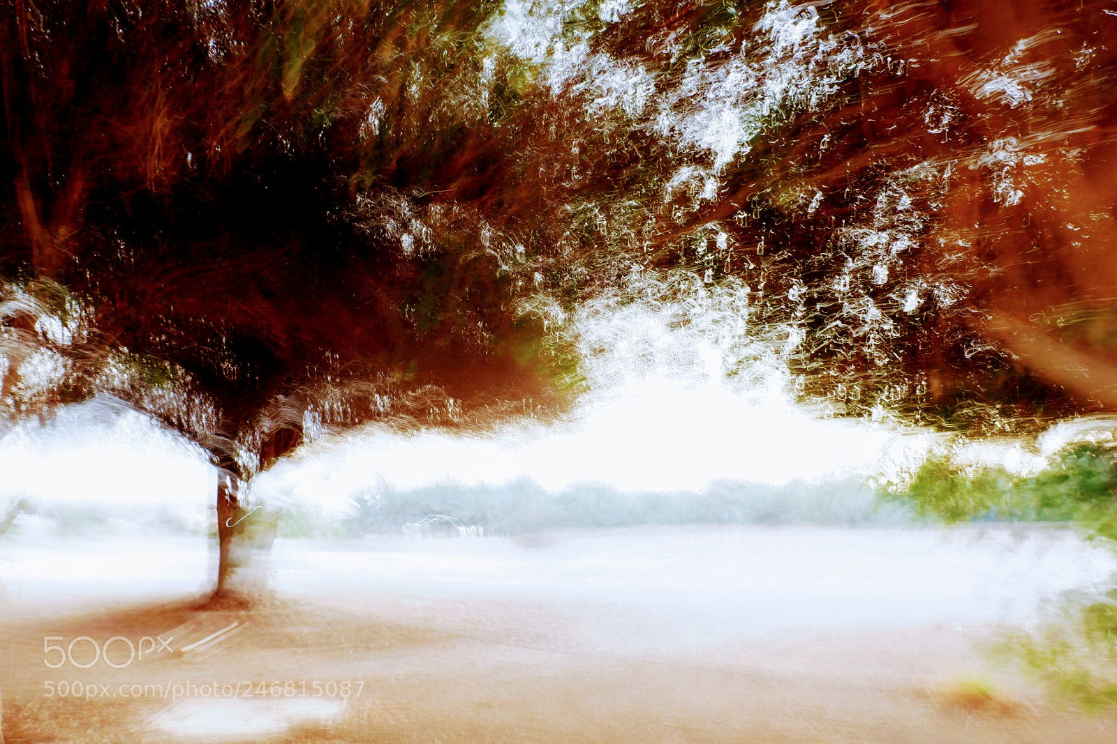 Fujifilm X-A3 sample photo. Its a tree with photography