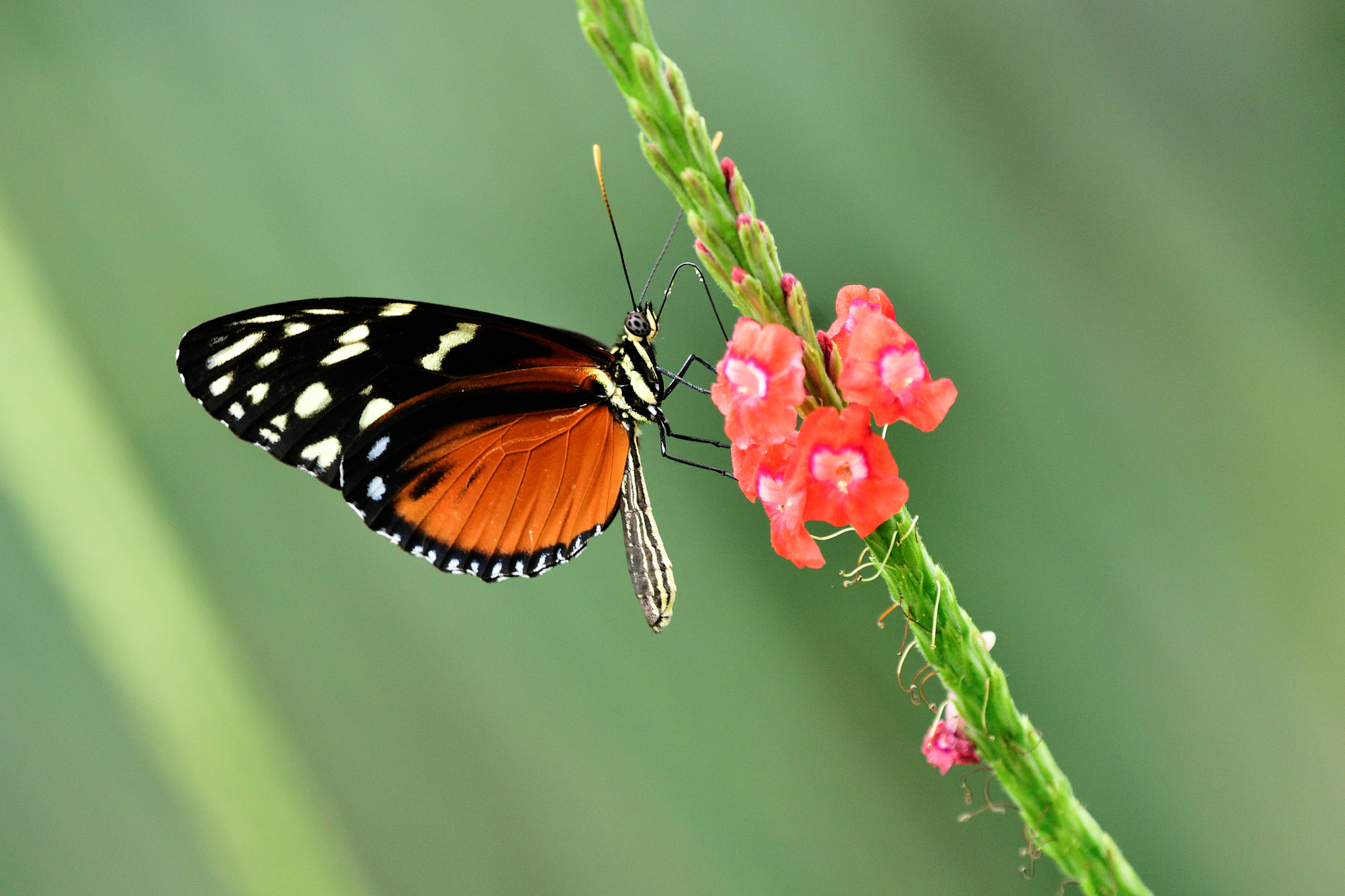 Nikon D500 sample photo. Pollinator photography