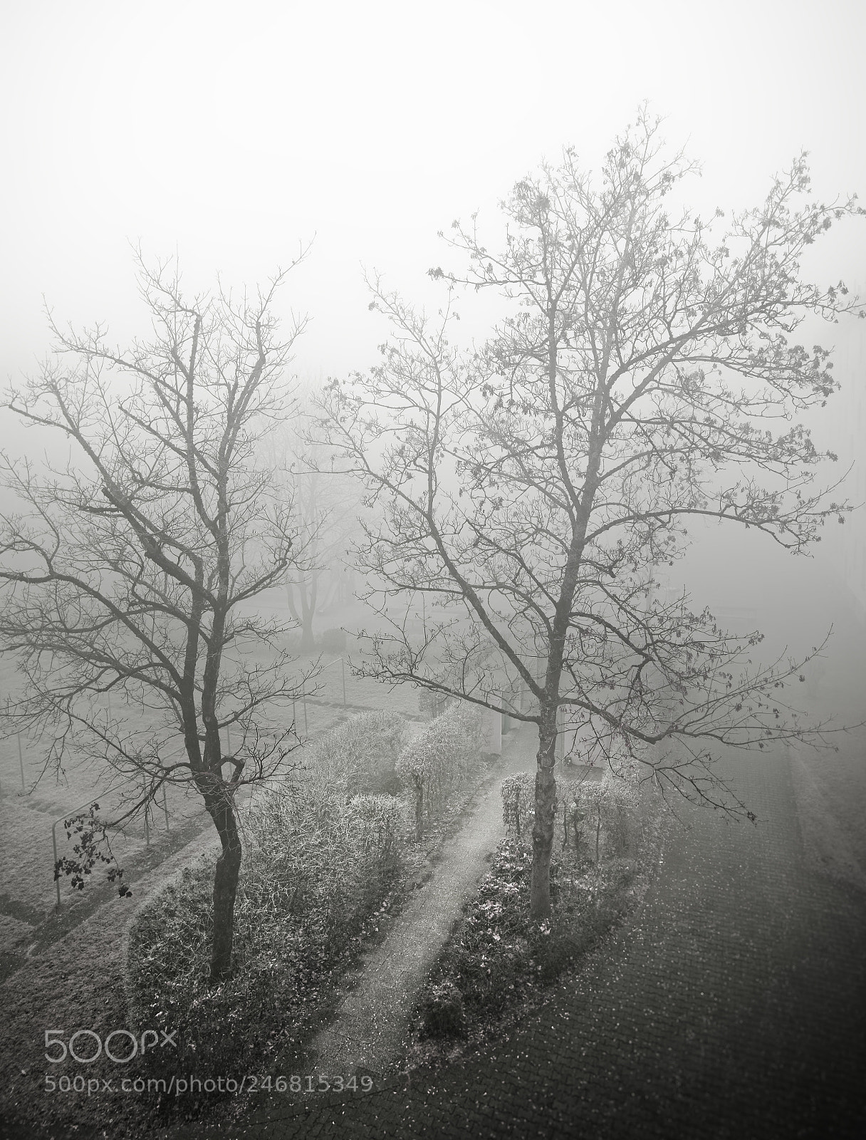 Sony a7 II sample photo. Frost,mist photography