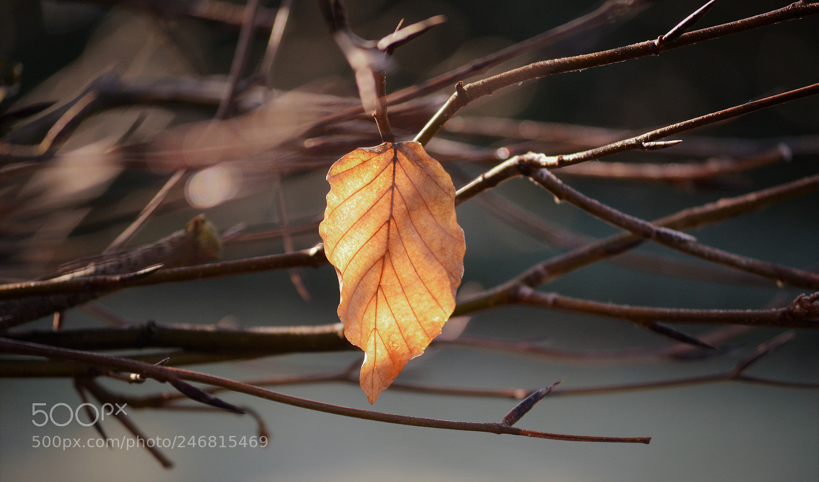 Nikon D5100 sample photo. Late photography