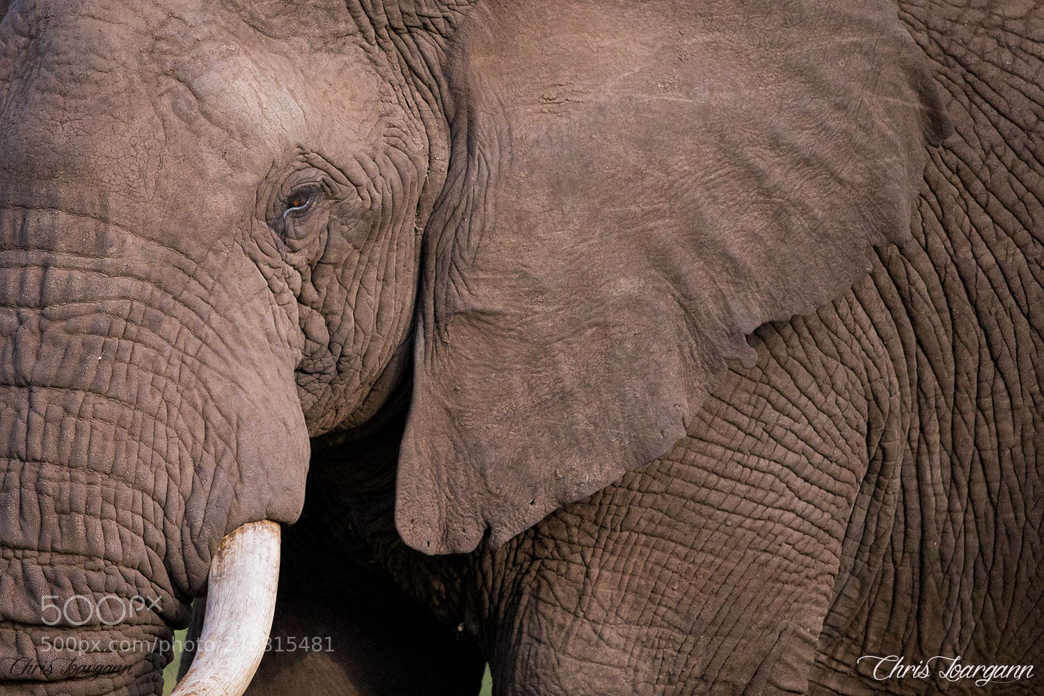 Canon EOS-1D X sample photo. Peaceful giant photography