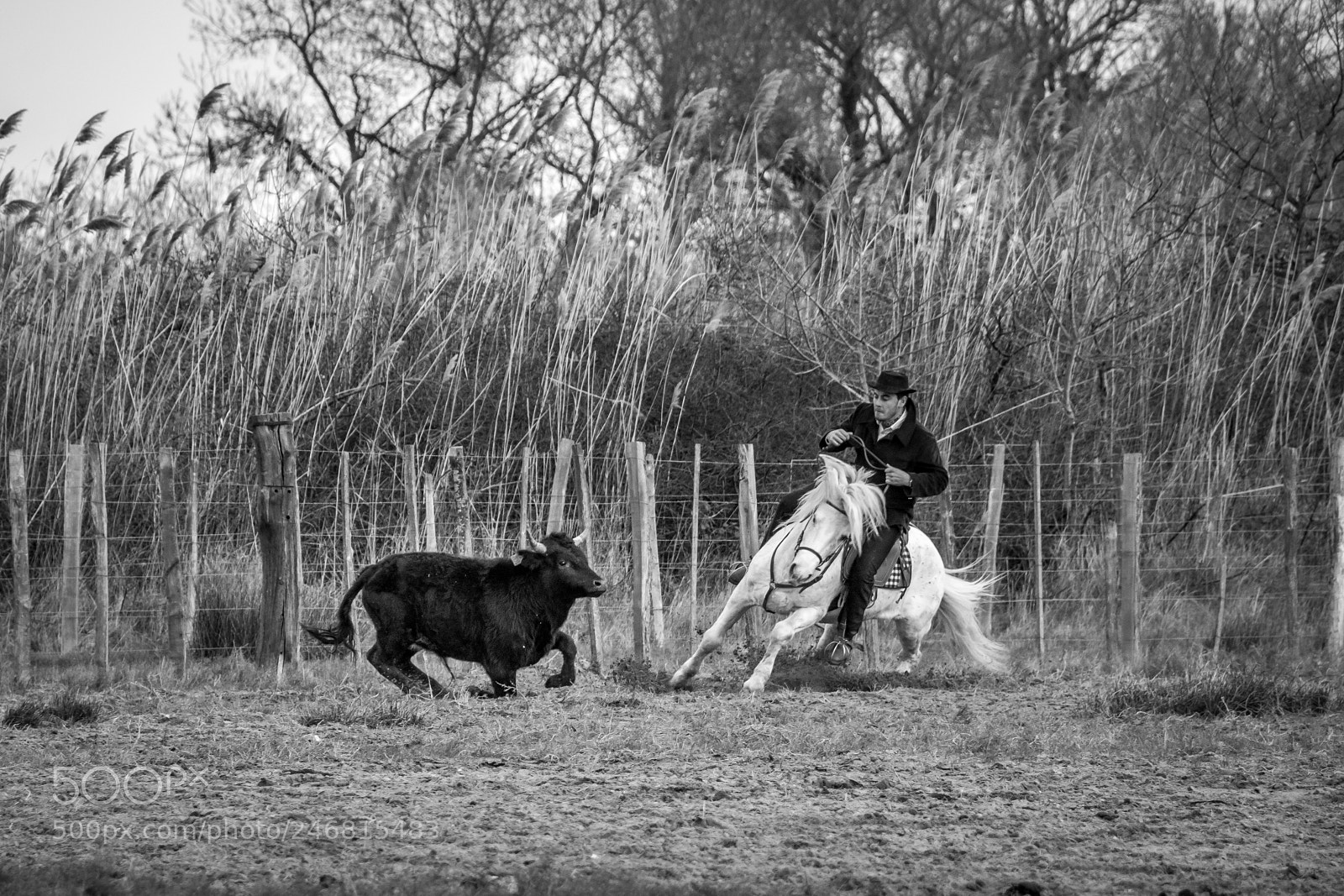 Nikon D7100 sample photo. Camargue photography