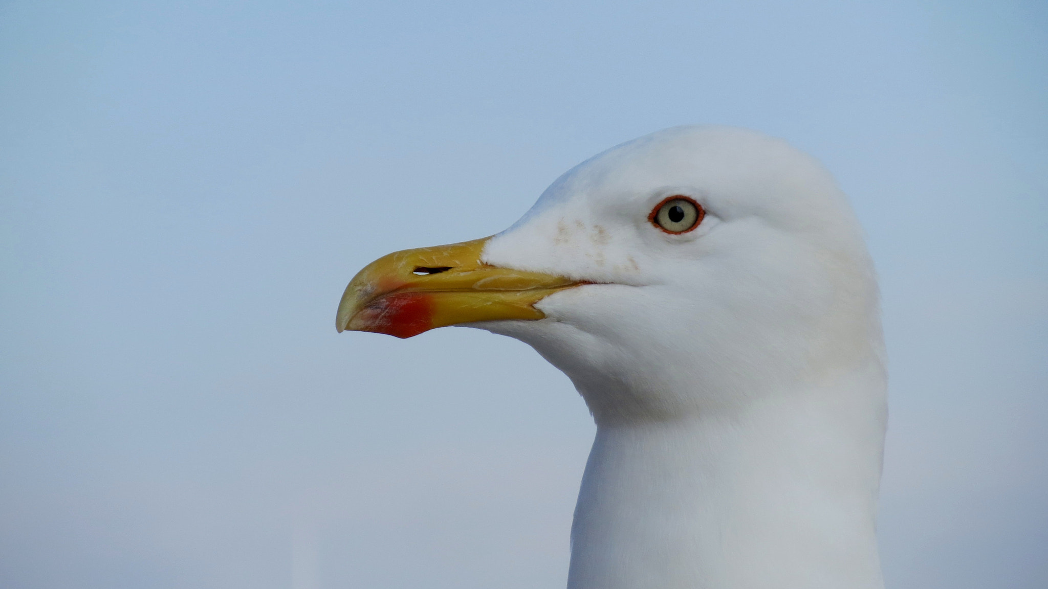Canon PowerShot ELPH 530 HS (IXUS 510 HS / IXY 1) sample photo. Portrait of a seagull photography