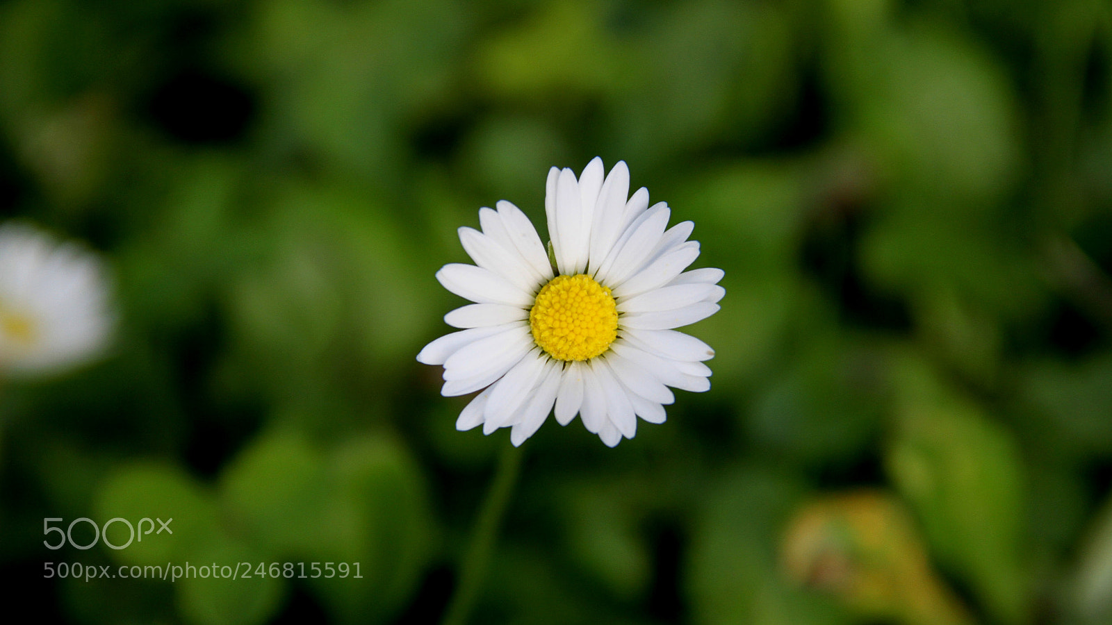 Canon EOS 7D sample photo. Daisy photography