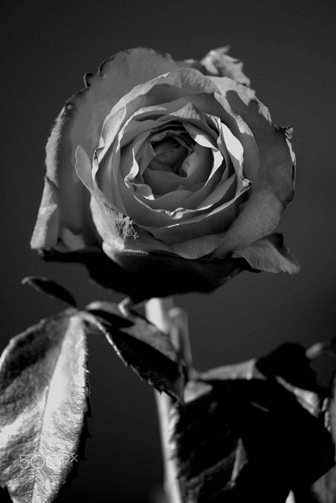 Nikon D80 sample photo. Rose photography