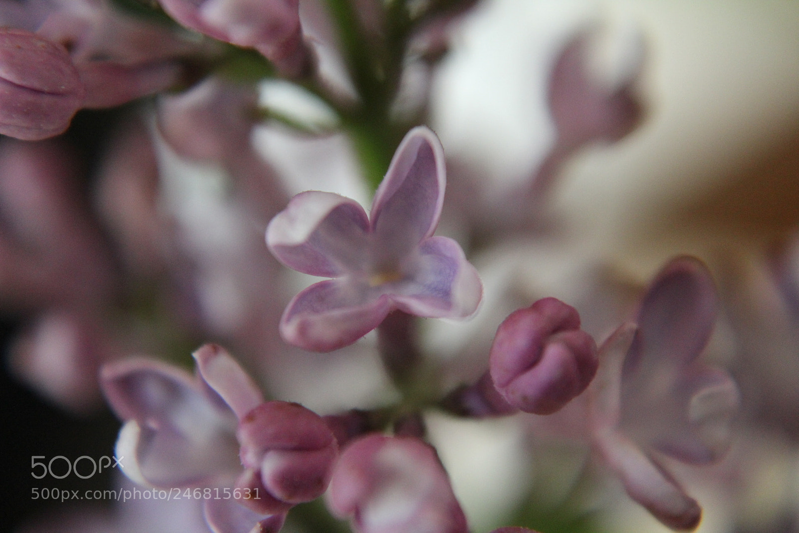 Canon EOS 1300D (EOS Rebel T6 / EOS Kiss X80) sample photo. Little buds photography