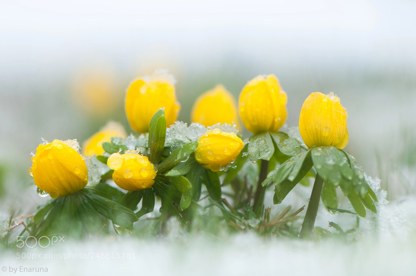 Nikon D300S sample photo. Winter aconite photography