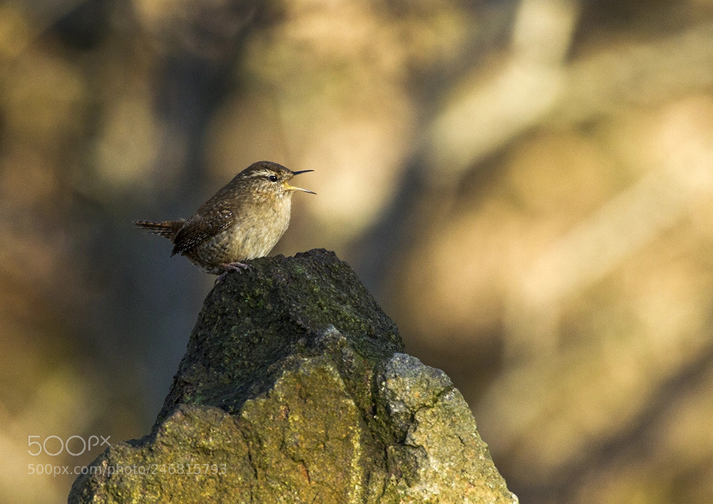 Canon EOS 7D sample photo. Wren rocking photography