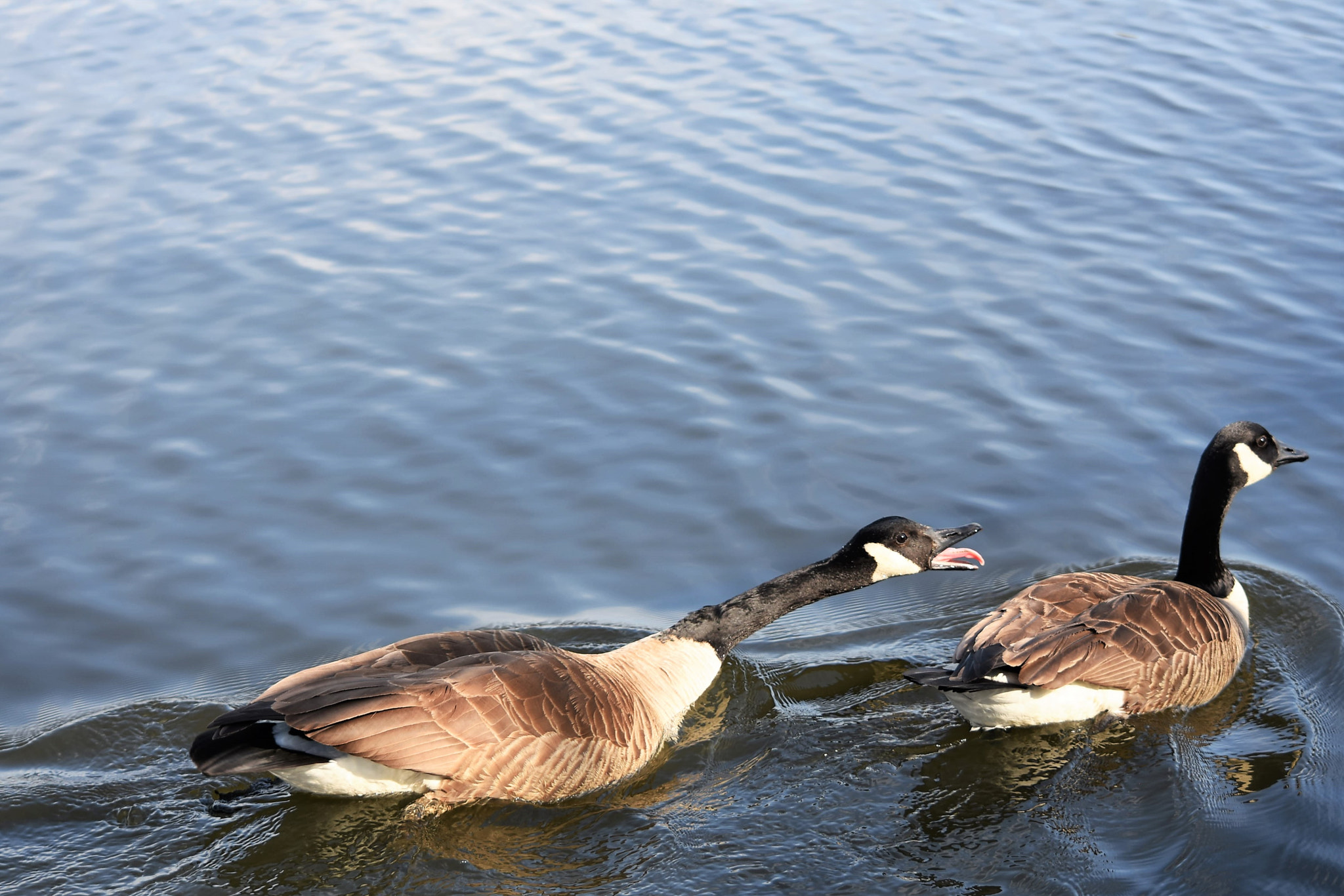 Nikon D7200 sample photo