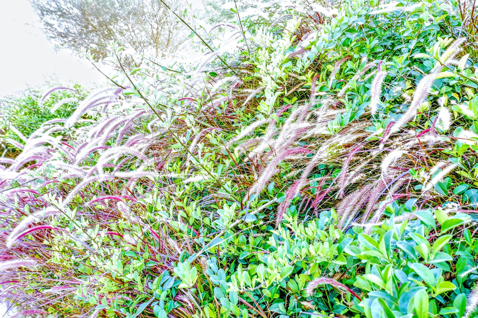 Fujifilm X-A3 sample photo. Grass photography