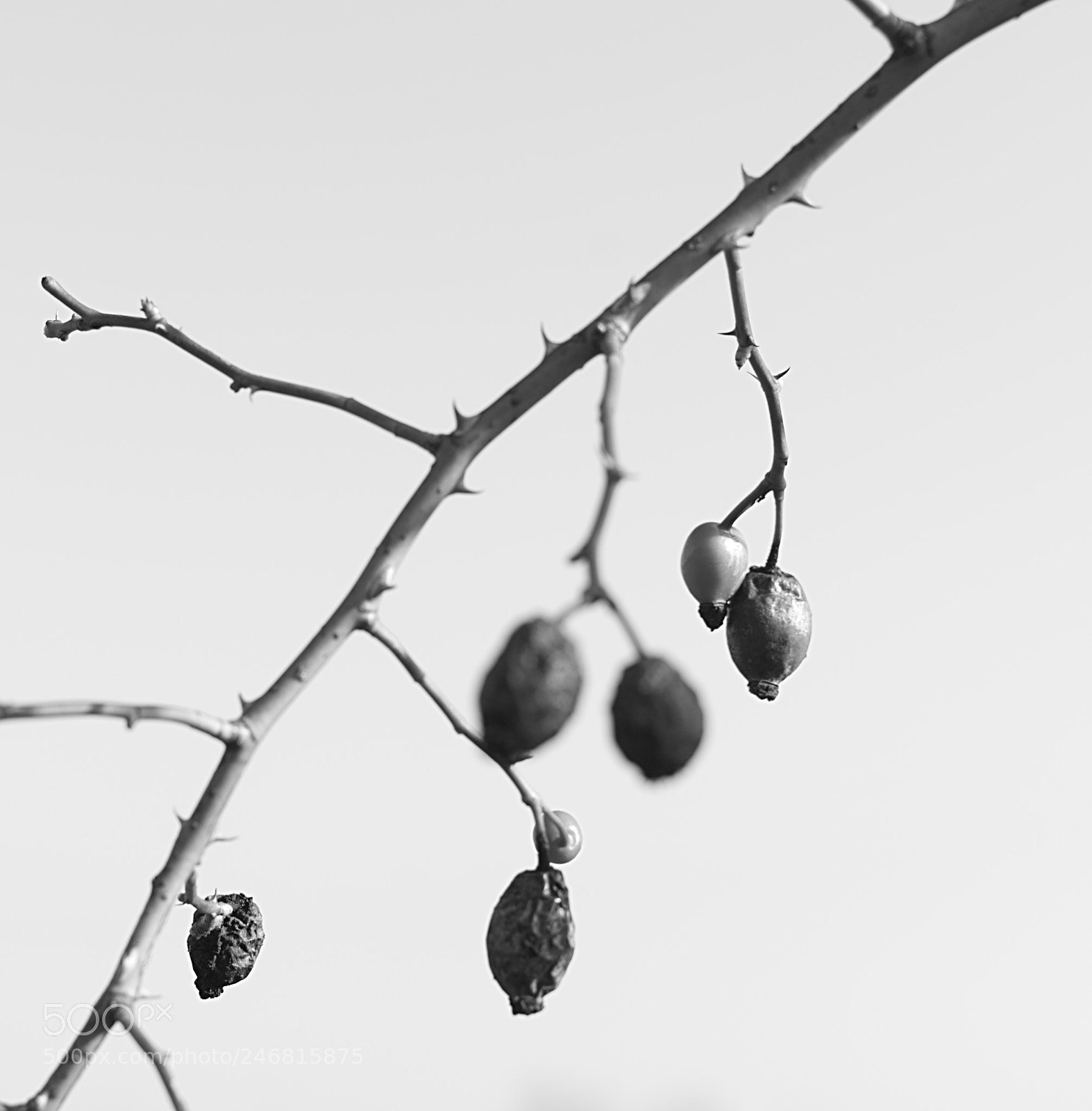 Nikon D5100 sample photo. Leap of faith photography