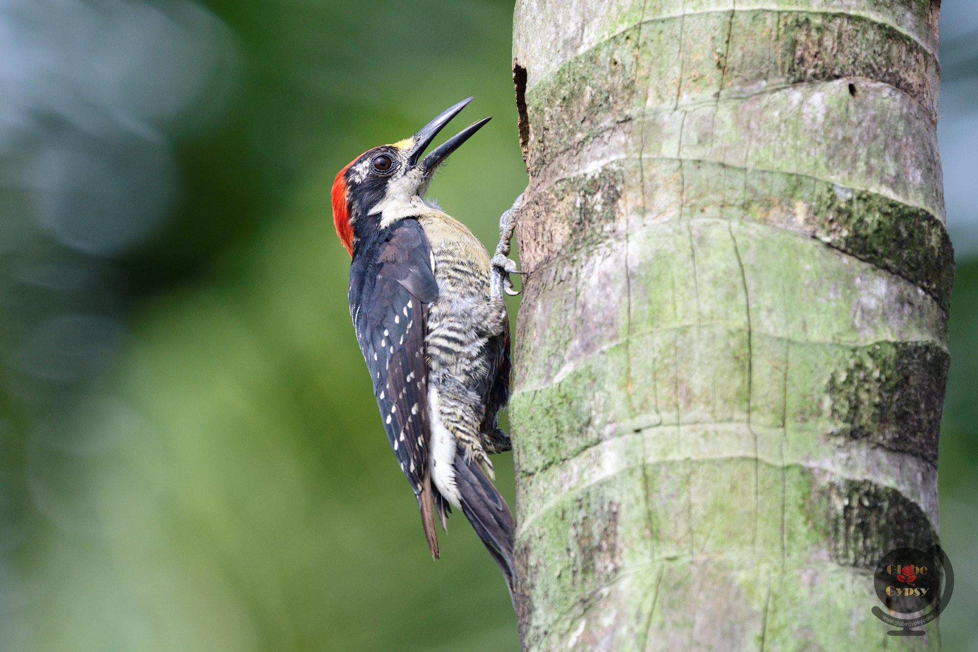 Nikon Nikkor AF-S 300mm F4E PF ED VR sample photo. Knocking on wood photography