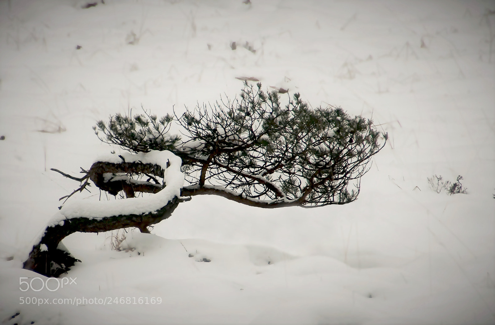 Sony SLT-A57 sample photo. Survive photography