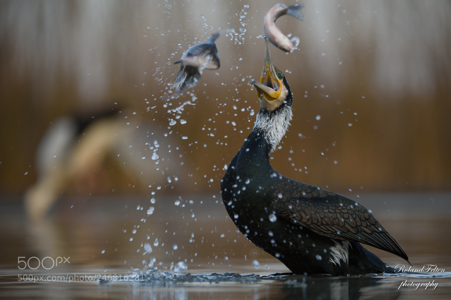 Nikon D810 sample photo. Double catch photography