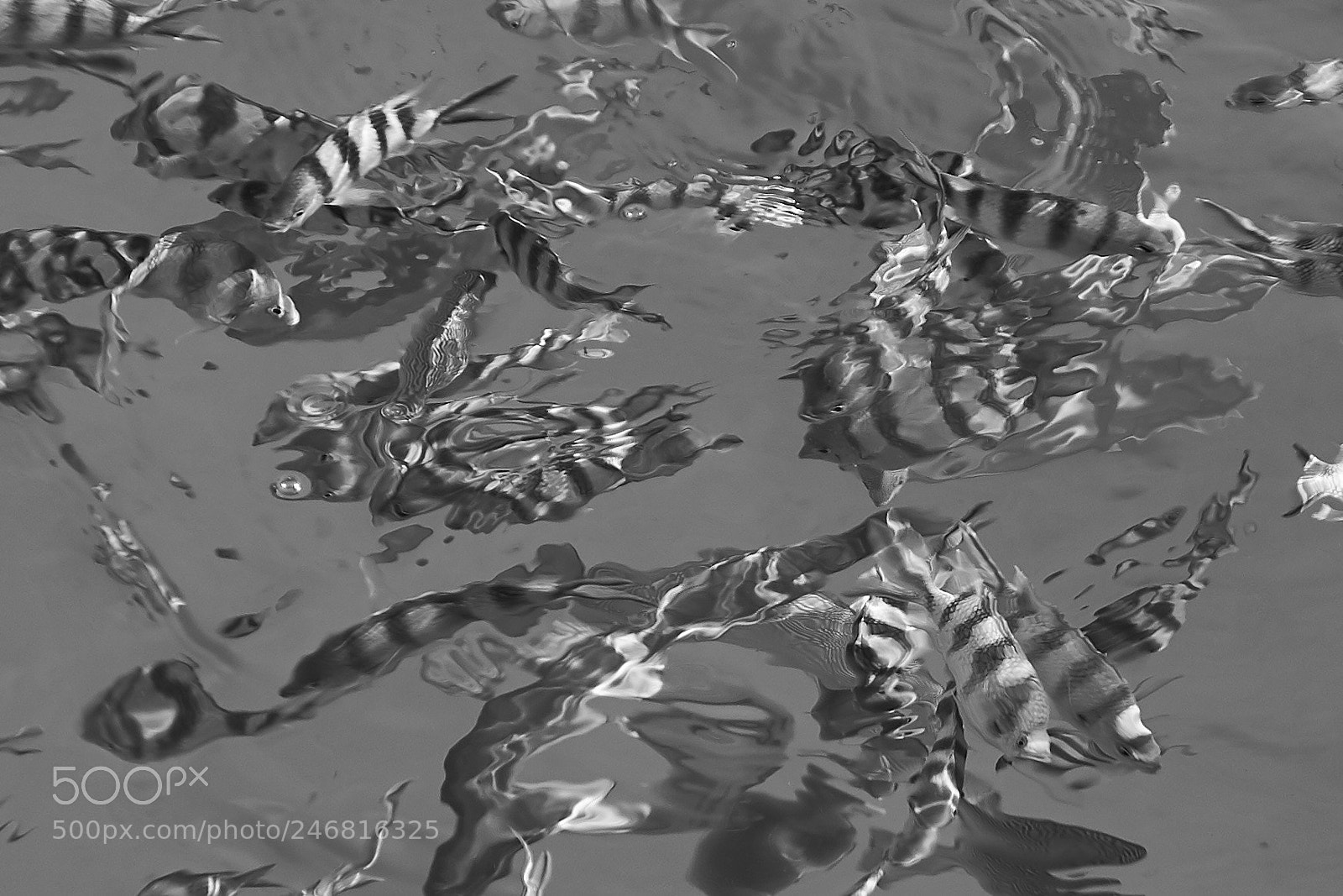 Sony a7 II sample photo. Dsc02957_3.jpg photography