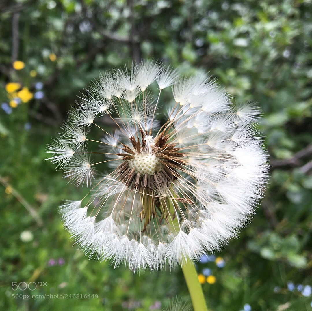 Apple iPhone 6s sample photo. Untitled photography