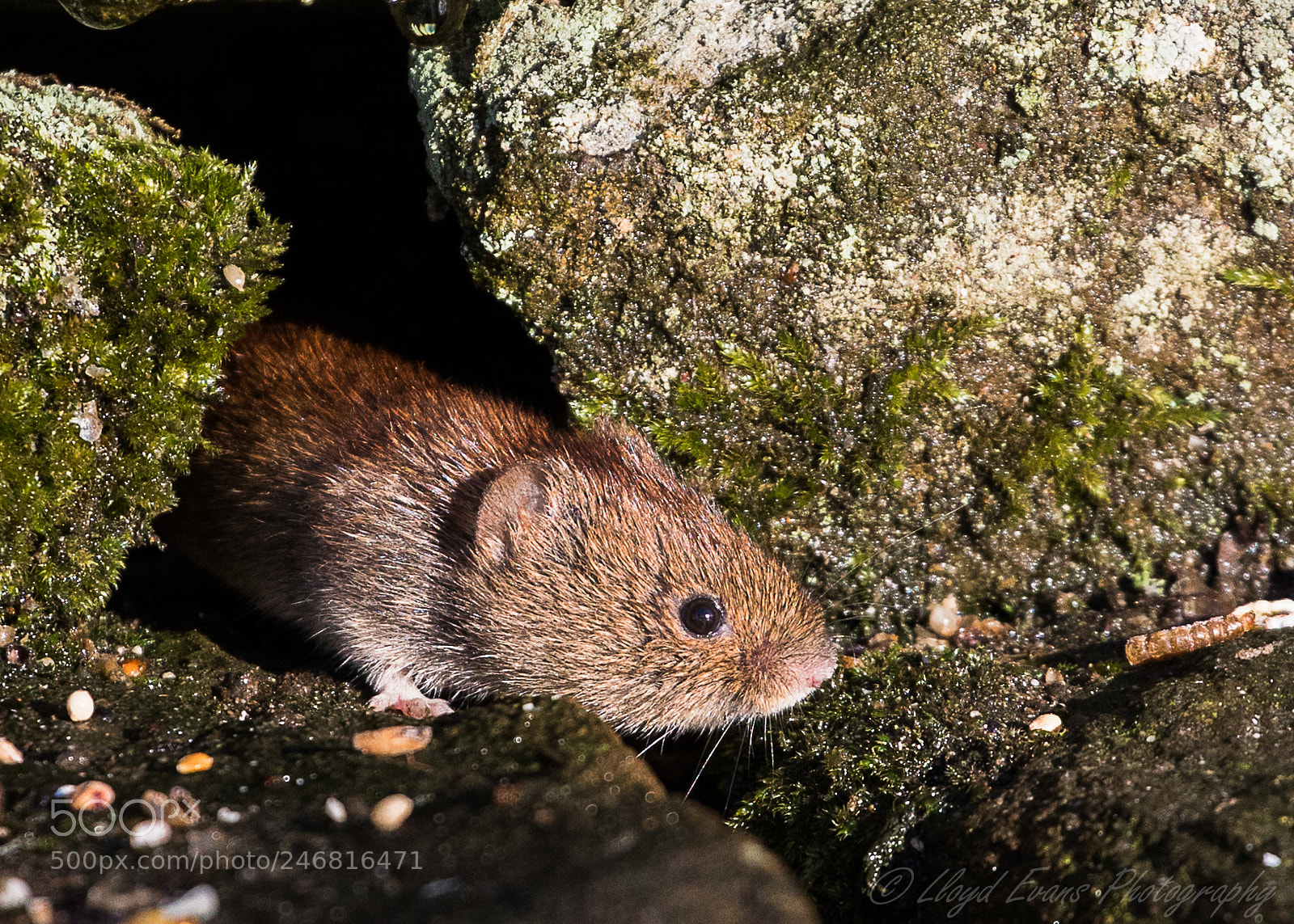 Canon EOS 5D Mark IV sample photo. Vole in the hole photography