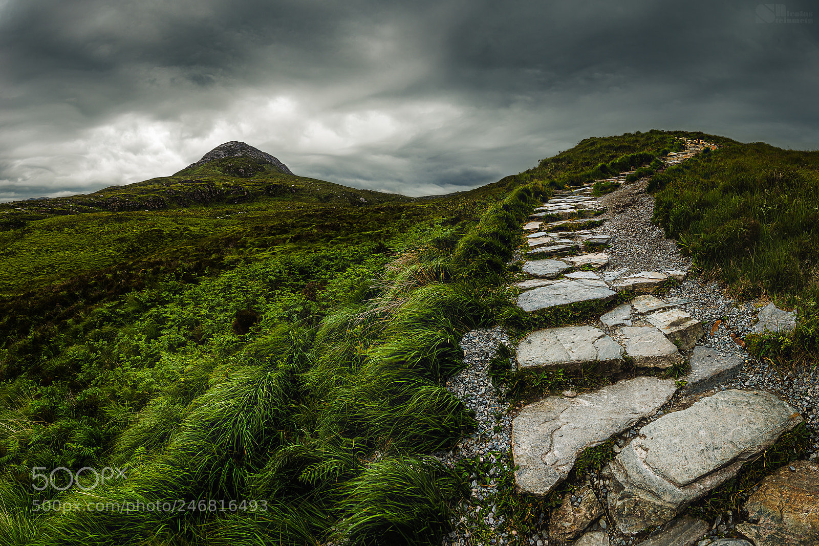Nikon D610 sample photo. The walk photography