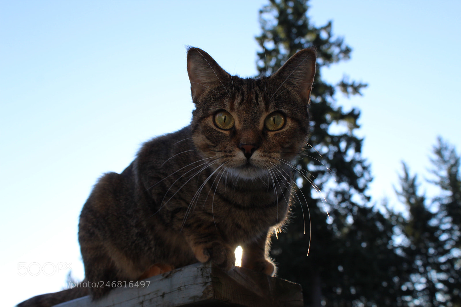Canon EOS 1300D (EOS Rebel T6 / EOS Kiss X80) sample photo. Jenny photography