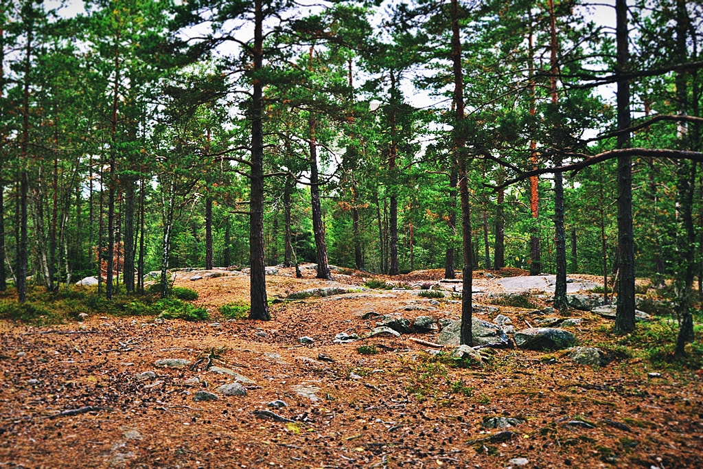 Nikon D5000 sample photo. On lidingö photography