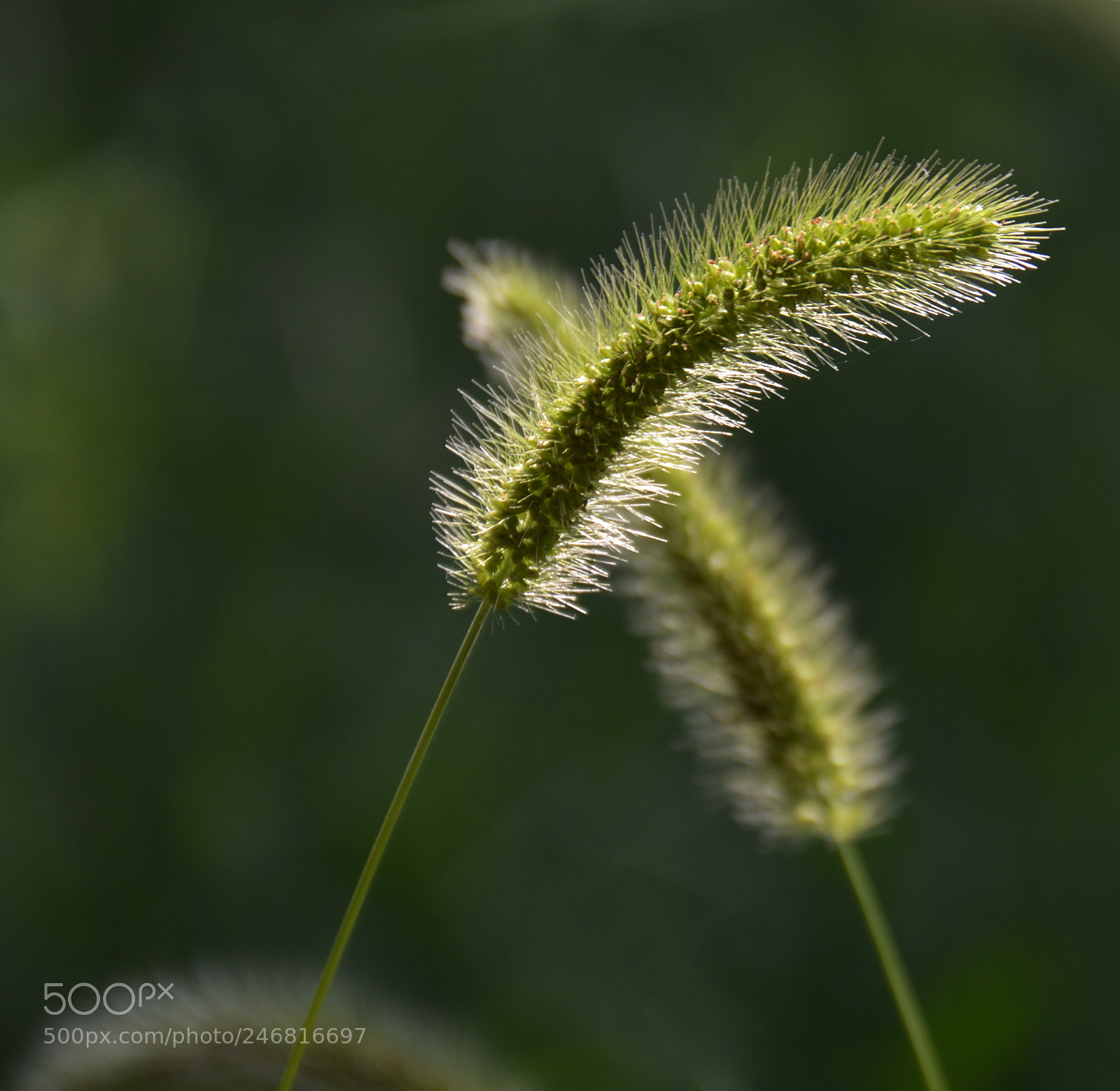 Nikon D5200 sample photo. Blade of grass photography