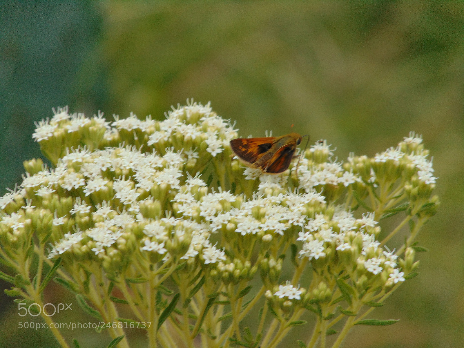 Sony Cyber-shot DSC-H300 sample photo. Mariposa... photography