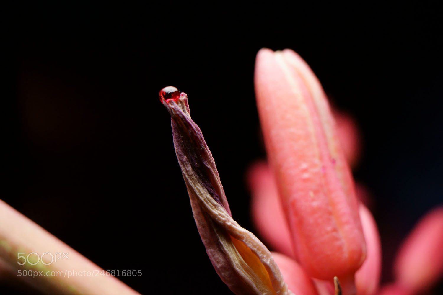 Sony Alpha NEX-7 sample photo. Untitled photography