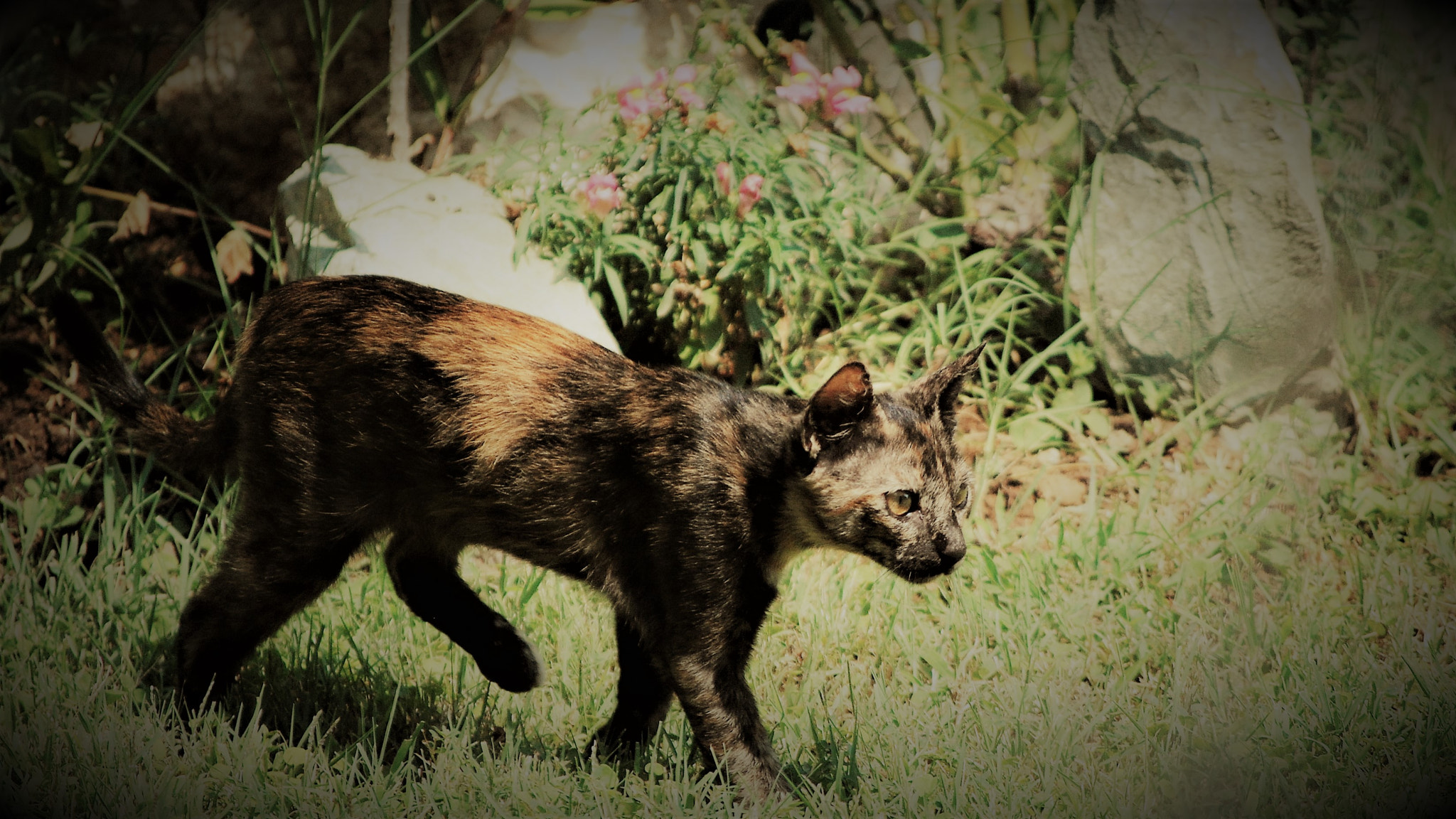 Nikon D3000 sample photo. Antistress photography