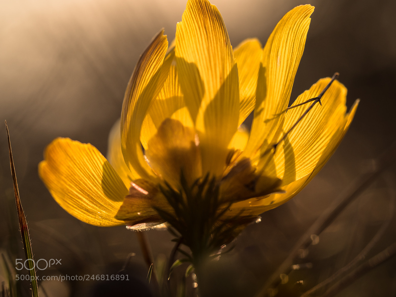 Olympus OM-D E-M5 II sample photo. Shiny yellow photography