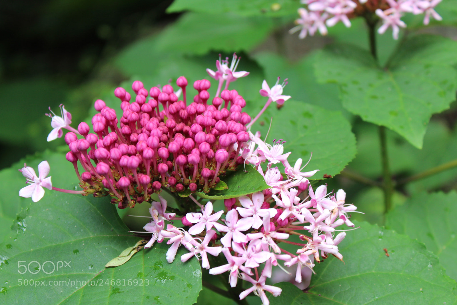 Canon EOS 1300D (EOS Rebel T6 / EOS Kiss X80) sample photo. Pink buds photography