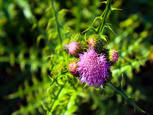 Canon EOS 450D (EOS Rebel XSi / EOS Kiss X2) sample photo. Purpule macro photography